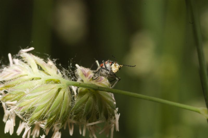 Malachiidae da identificare